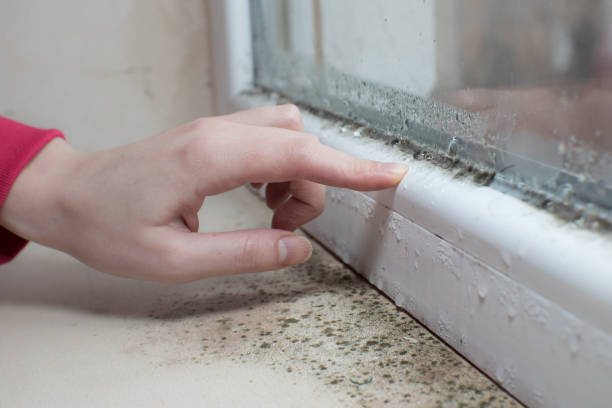 Best Mold Prevention Services  in Mmerce City, CO