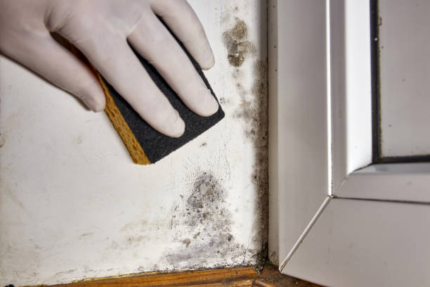 Best Attic Mold Removal  in Mmerce City, CO